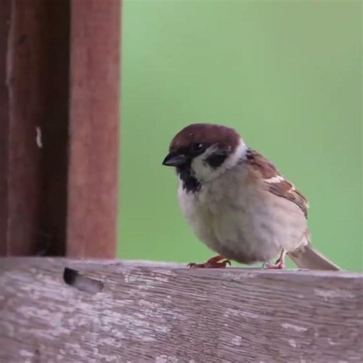 This is NOT a house sparrow!