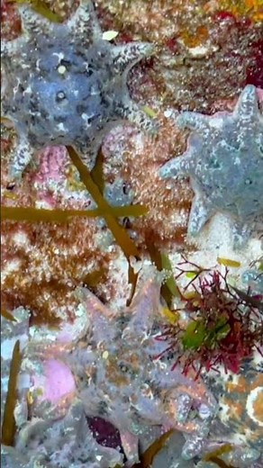 WOW!! Beautiful Colorful STARFISH Ocean Treasures
