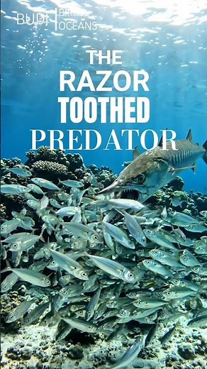 A Deadly Barracuda Launches an Explosive Attack on Small Fish #barracuda #fish #ocean #nature