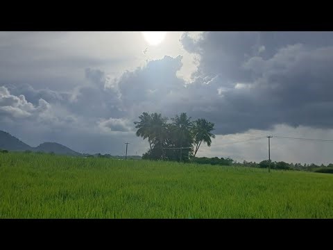 🌾Starting process for paddy crop #farming #agriculture #paddycrop