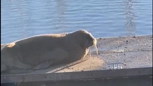 Thor the walrus appears in Blyth