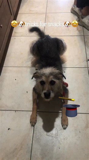 Snickers on Instagram: "🤩🚨🤩🚨🤩🚨🤩🚨🤩🚨🤩 AWOOOOOOO #rescuedogsofinstagram #cutedog #snickers"