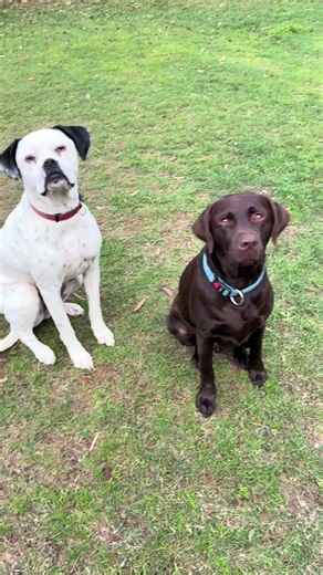 How to Tell Your Dog Is Australian: Funny Signs & Behaviors