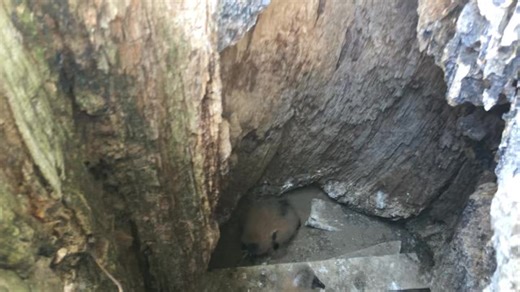 Today I’m sharing baby buzzards in their nest - a hollow tree! The video was taken while I balanced precariously on a rock with my cell phone thrust into the opening. The mama buzzard returned as I was leaving. I watched her go into the tree, so all is well. Aren’t they adorable? | Karen Robards