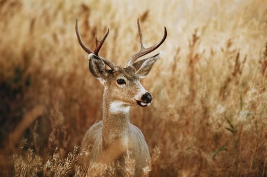 Oregon’s 2025 fall hunting season: What you need to know