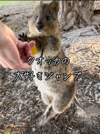 クオッカの魅力: ぴょんぴょこジャンプの癒し