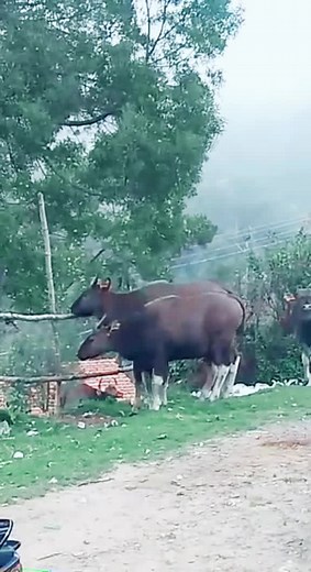 Exploring India's Guar Plant: Unique Uses and Benefits