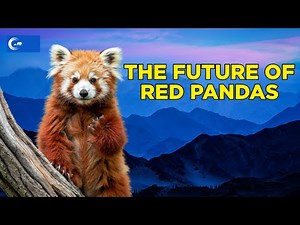 Beyond the Cute Face | Facts About Red Pandas and Why They Matter Now