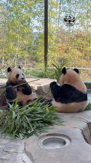 🐼🐼 Adorable Twin Baby Pandas Eating Together! #panda #shorts
