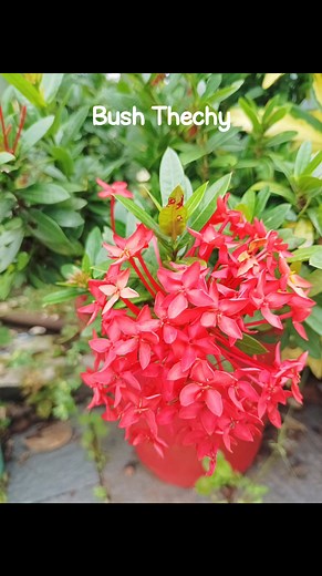 Hybrid bush Thechy ❤️ #highlight #followers | Cp Muhammadushaphy