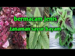 #bayam #bayambintik #bayammerah #olahanbayam |macam macam jenis bayam| pengertian tanaman bayam