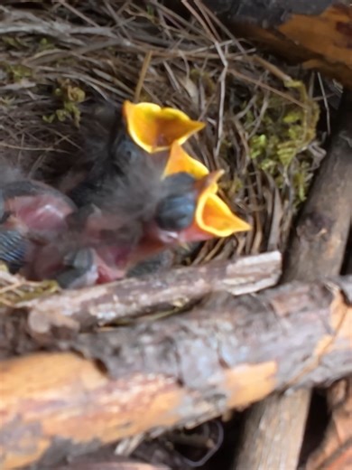 Secretly feeding a strangers chick! The long-billed bird got chased by the angry mother. 知らない鳥のヒナにこっそり餌をあげちゃいました！くちばしの長い鳥は怒った母鳥に追いかけられました。#unitedstates #korea #japan #bird #motherbird