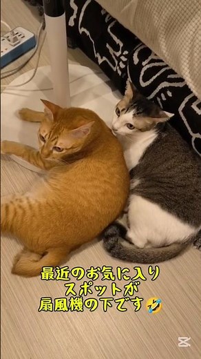 扇風機の下が人気です！ #cat #かしわねこ #ねこ #三毛猫 #保護猫 #子ネコ #ネコ #好きな子猫 #ねこのいる生活 #猫のいる暮らし