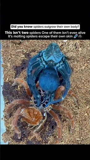 Spiders Outgrow Their Own Body 😳