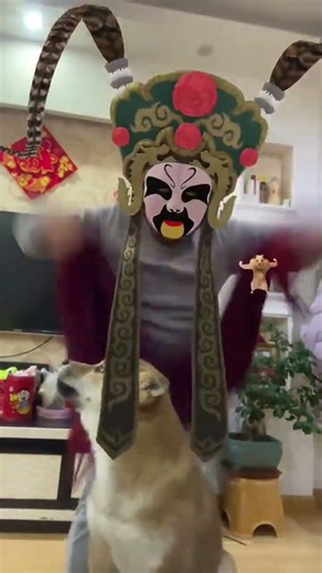 Cute Dog's Impromptu Adventure: Watch Me Transform