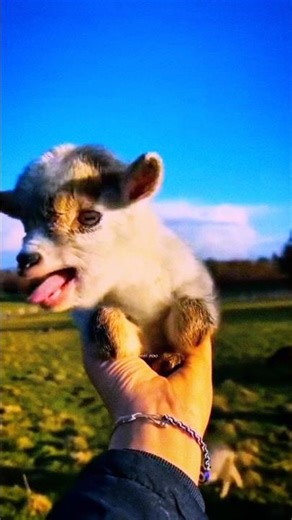 Beautiful sheep 😂 #sheep #sheepfarming #sheepcomedy #shorts #viral #trending #shortsvideo