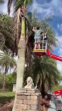 Arborists' best pal to trim palm trees-Goman Crawler Lift w/o Outrigger X08 #mewp #boomlift