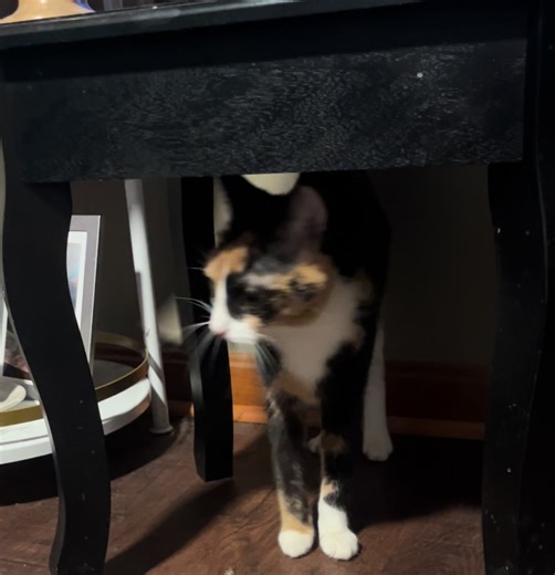 Miss Buttons the Talking Kitty Wishing You a Good Morning