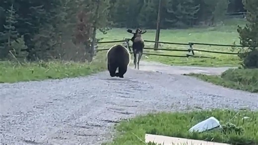 Watch the moments when a grizzly bear chases after a moose at a campground in Montana. | USA TODAY Video