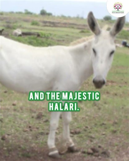 Interesting Facts about India's Donkeys and the Indian Wild Ass