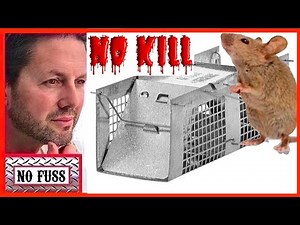 How to Catch A Mouse With A Live Animal Cage Trap by HAVAHART | No Kill | No Fuss