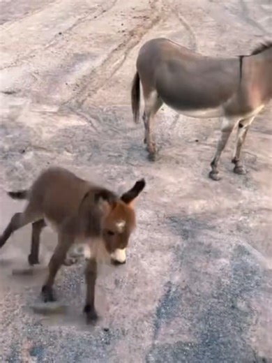 Adorable Baby Donkey Moments
