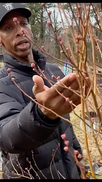 When to prune my blueberry bush for a large harvest