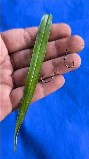 Setting Bait for Fishing for Tilapia #shorts #fishing #tutorial