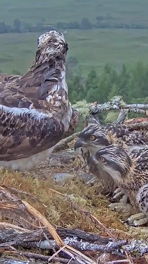 41K views · 524 reactions | [ E#939 ] - Review bird nest family daily life in their nest | Review mother birds bring food to feed her chicks in the nest!! #reviewbirdnest #birdslover #naturelovers #birdsounds #birdschirping #birdsofinstagram #birdlife #birds #birdswatching #birdsnest #wildbirdsphotography #birdsforest | Bird Plus Nature | Facebook