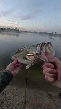 Is fly fishing in Florida for bass underrated? It continues to produce for me #flyfishing #bass