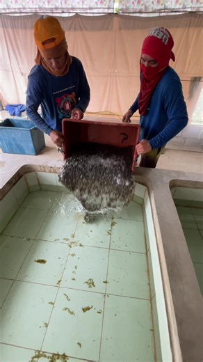 Fish❤️ #asfarmingph #farmph #farmingph #catfish #catfishfarming