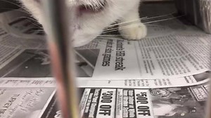 108 reactions · 145 shares | ***Rescued by Rescue Cats of Florida...