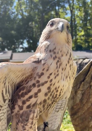 Rosalie, our saker gyrfalcon ambassador, giving a big rouse! This full-body feather shake helps birds settle and realign their feathers after preening or moving around. It keeps their plumage in top shape for flying, staying warm, and looking their best. #falcon #birds #birdsofprey #wildwings #wildwingsinc #mendonponds #mendonpondspark | Wild Wings Inc.