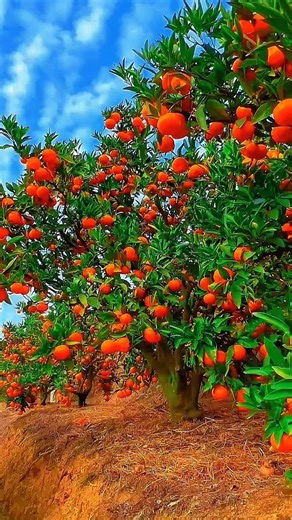 Sweet Orange Harvest 🍊 | Fresh Citrus Picking From Tree | Farm Life Video