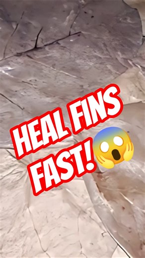 Betta Fish Fin Rot FIX Using Almond Leaves!😱