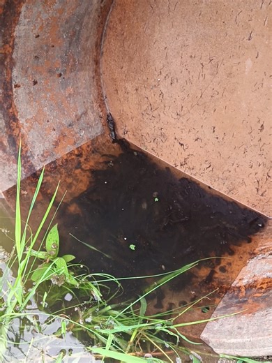 Australian Red Claw Crayfish Farming for Growout Ponds