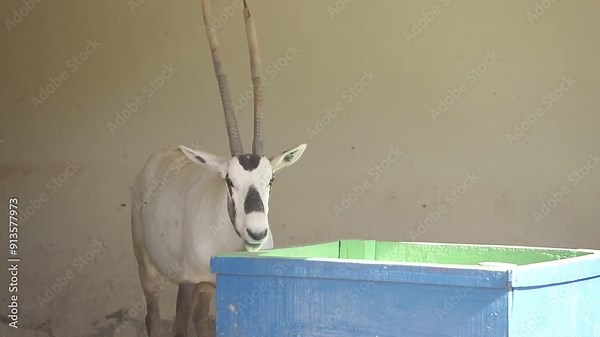 Oryx Long Horn beautiful animal high quality Footage. The Arabian oryx or white oryx (Oryx leucoryx) is a medium-sized antelope with a distinct shoulder bump, long, straight horns, and a tufted tail.