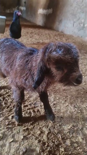 🦌 Meet the Cute Baby Goats | Village Life in Iran