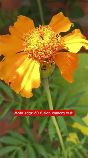 Moto Edge 60 Fusion Camera Test 📸 | Beautiful Home Garden Flowers 🌸 #Shorts