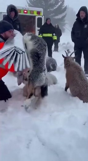 Caught on Camera: Incredible Rescue During Heavy Snowfall #Rescue #RealRescue #RescueTeam #Emergency