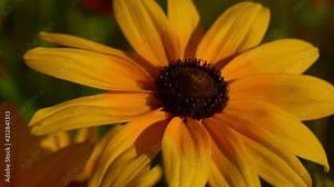 rudbeckia hirta flowers close-up. black-eyed susans bloom in summertime
