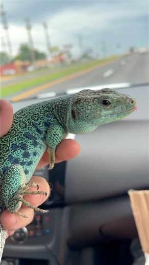 Beautiful Jeweled Lacerta #reptiles #lizard #exoticpets #petlizard #reptile #petreptiles #pets
