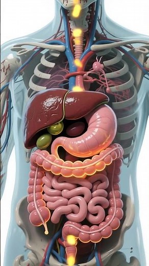 See Inside the Human Body: How Food Travels Through the Digestive System | Gut Health Explained