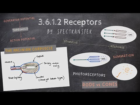 EASY REVISION AQA A-Level Biology 3.6.1.2 Receptors