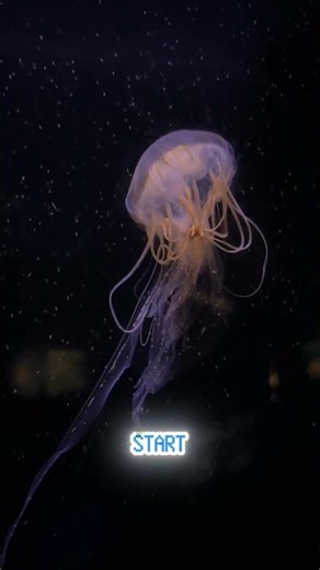 The Immortal Jellyfish That Never Dies 🧬 #MindBender #ScienceFacts