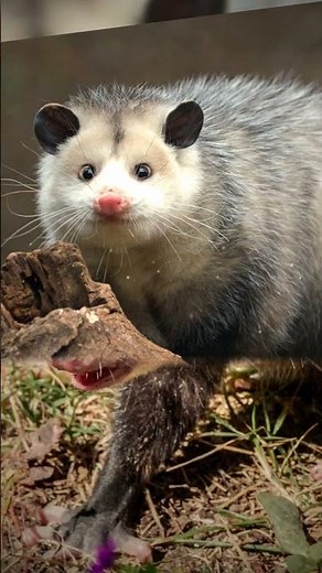 How Does a Possum Differ From an Opossum?