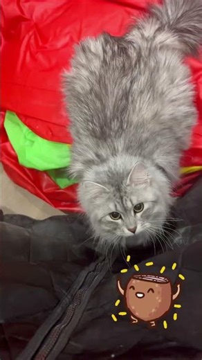 I’m a coconut, extra fuzzy edition. #shorts #funny #trend #cat #kitten #fyp #memes