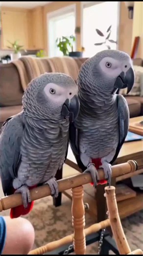 African Grey Parrot Talking: Funny Smart Parrot Moments Part 155