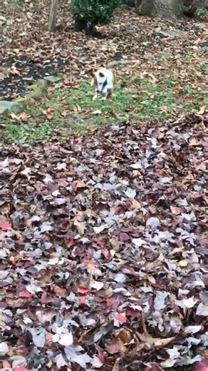 My little hunter. | Carl Marino
