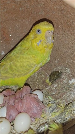 budgies chicks #breedingpair #budgie